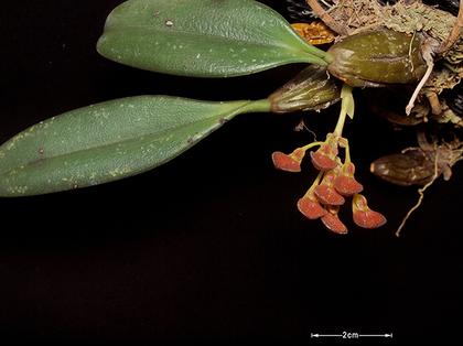 Bulbophyllum_spathulatum_2