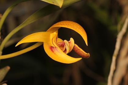 Bulbophyllum_dearei