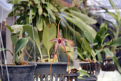 Bulbophyllum_echinolabium