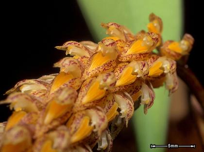 Bulbophyllum_peninsulare_2