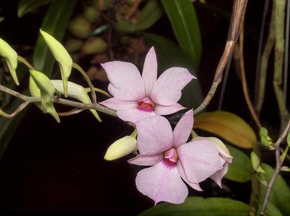 Dendrobium_fytchianum