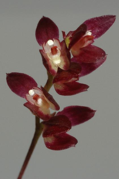 Bulbophyllum_pleurothallopsis_1