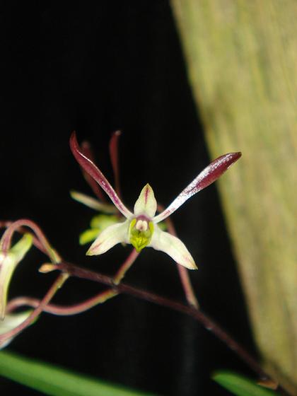 Dendrobium_carronii