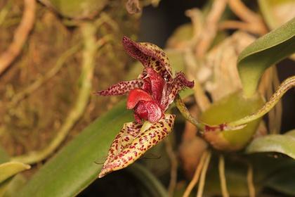 Bulbophyllum_lasiochilum_4