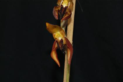 Bulbophyllum_mearnsii