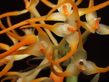 Bulbophyllum_odoratissimum_orange_2