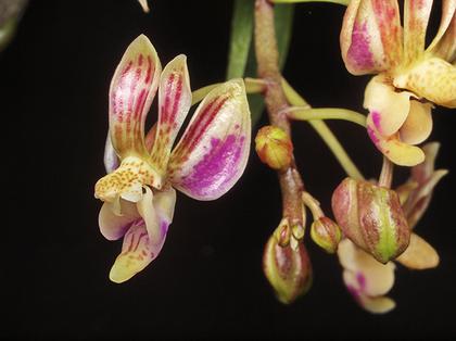 Phalaenopsis_finleyi_3