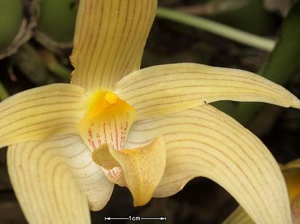 Bulbophyllum_siamense_3