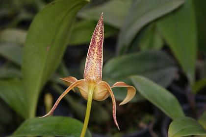 Bulbophyllum_polystictum_3