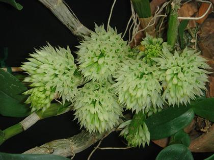 Dendrobium_capitulifolium