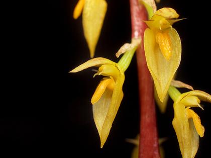 Bulbophyllum_rufinum_3