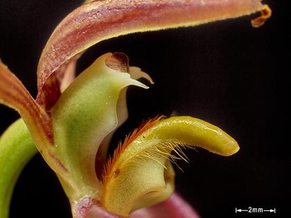 Bulbophyllum_lasiochilum_9