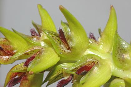 Bulbophyllum_sulfureum