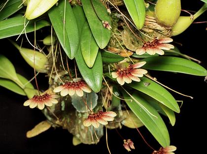 Bulbophyllum_flabellum_veneris