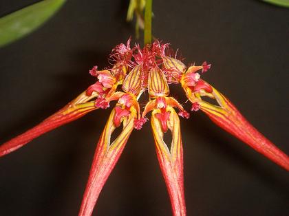 Bulbophyllum_wendlanbianum_4