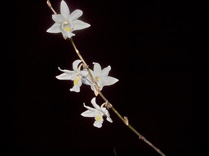 Dendrobium_crumenatum_4
