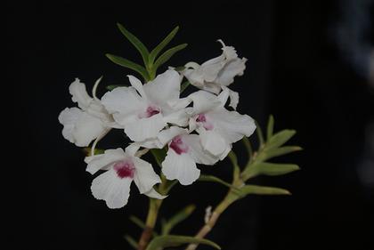 Dendrobium_parthenium