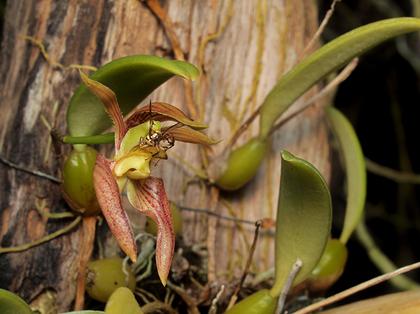 Bulbophyllum_lasiochilum_7