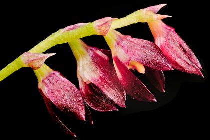 Bulbophyllum_pleurothallopsis