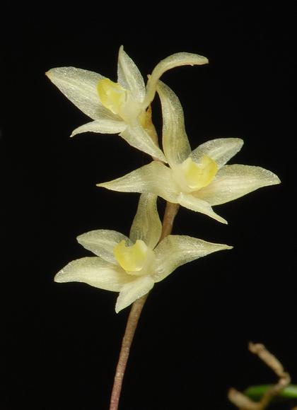 Bulbophyllum_cochidioides