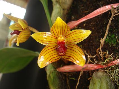 Bulbophyllum_psittacoglossum