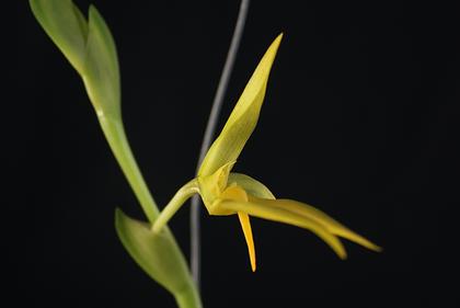 Bulbophyllum_amplebracteatum_var_flava