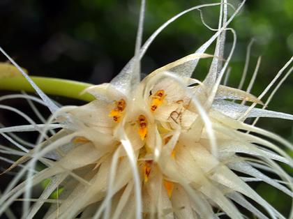 Bulbophyllum_medusae_2