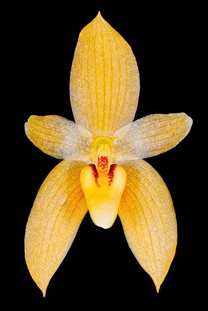 Bulbophyllum_pileatum