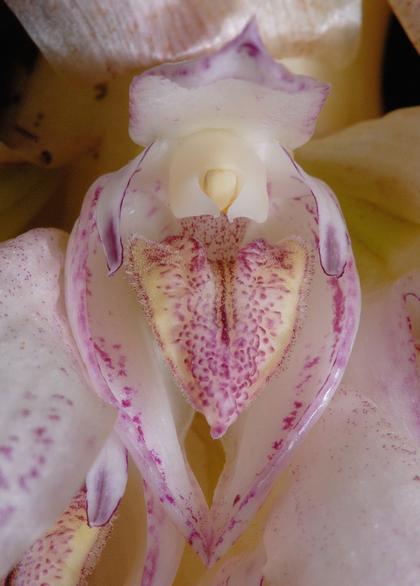 Bulbophyllum_hamelini