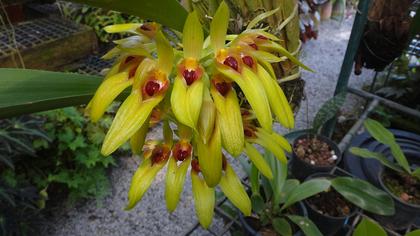 Bulbophyllum_graveolens_2