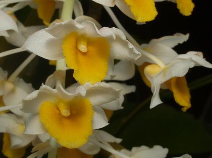 Dendrobium_thyrsiflorum