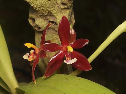 Phalaenopsis_cornucervi