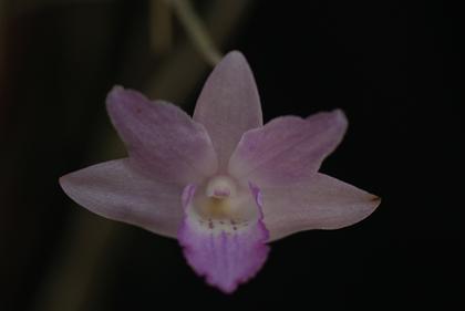 Dendrobium_lancifolium_2