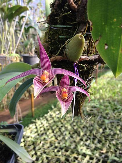 Bulbophyllum_inunctum_2