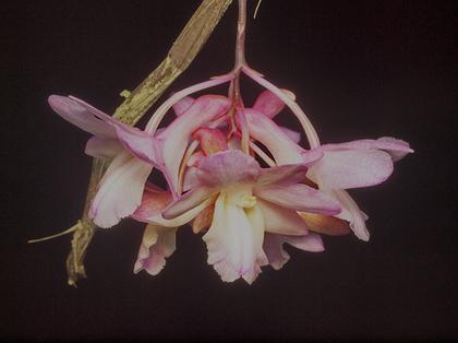 Dendrobium_cumulatum