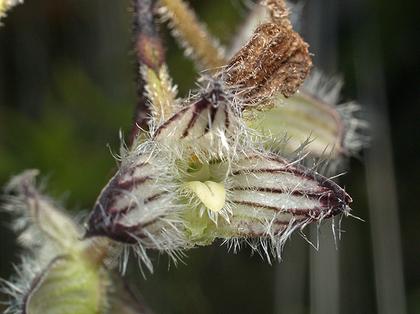Bulbophyllum_lindleyanum_2