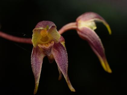 Bulbophyllum_planibulbe