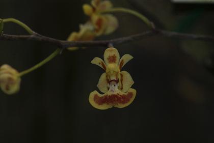 Phalaenopsis_chibae