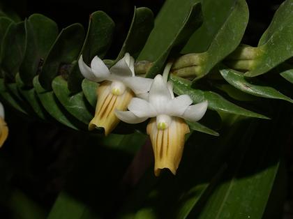 Dendrobium_ellipsophyllum_3