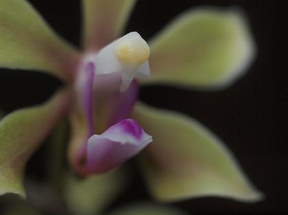 Phalaenopsis_braceana_2