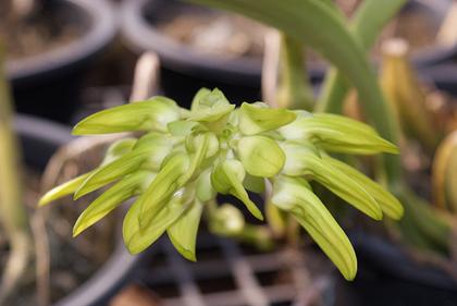 Bulbophyllum_graveolens_5