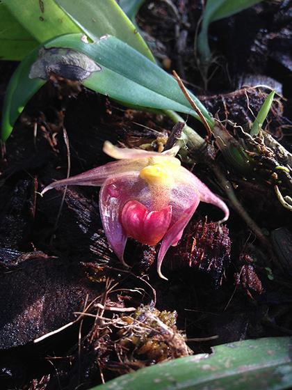 Bulbophyllum_translucidum_4