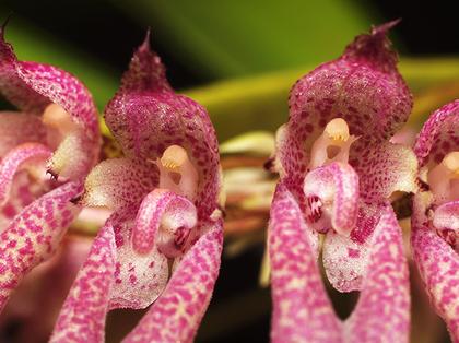 Bulbophyllum_dentiferum