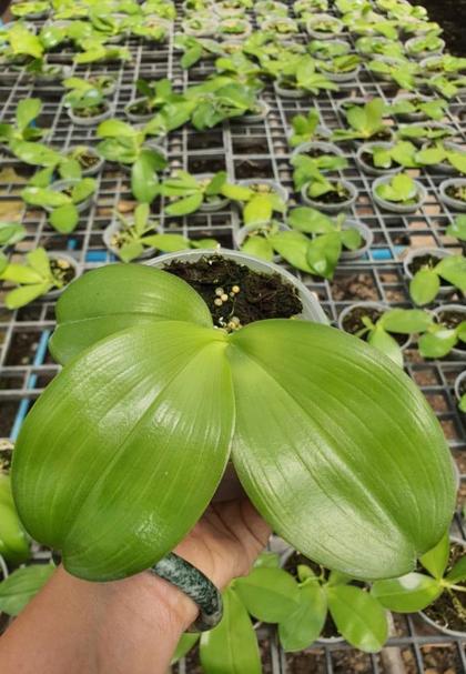 Phalaenopsis_violacea_var_indigo_plant