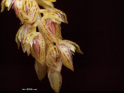 Bulbophyllum_careyanum