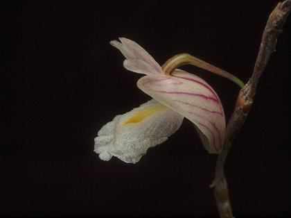 Dendrobium_acerosum_2