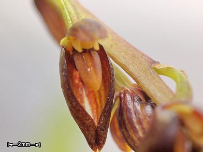 Bulbophyllum_albidostylidium_2