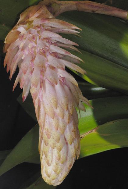 Bulbophyllum_hamelini_1