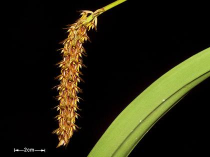 Bulbophyllum_morphologorum_2