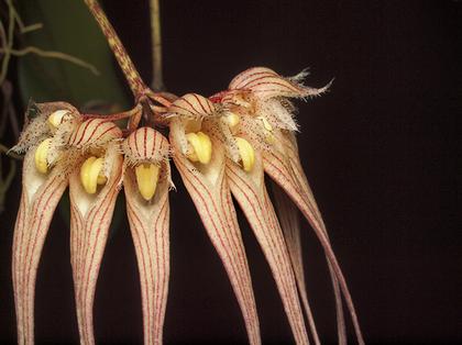 Bulbophyllum_sanguineopunctatum_3